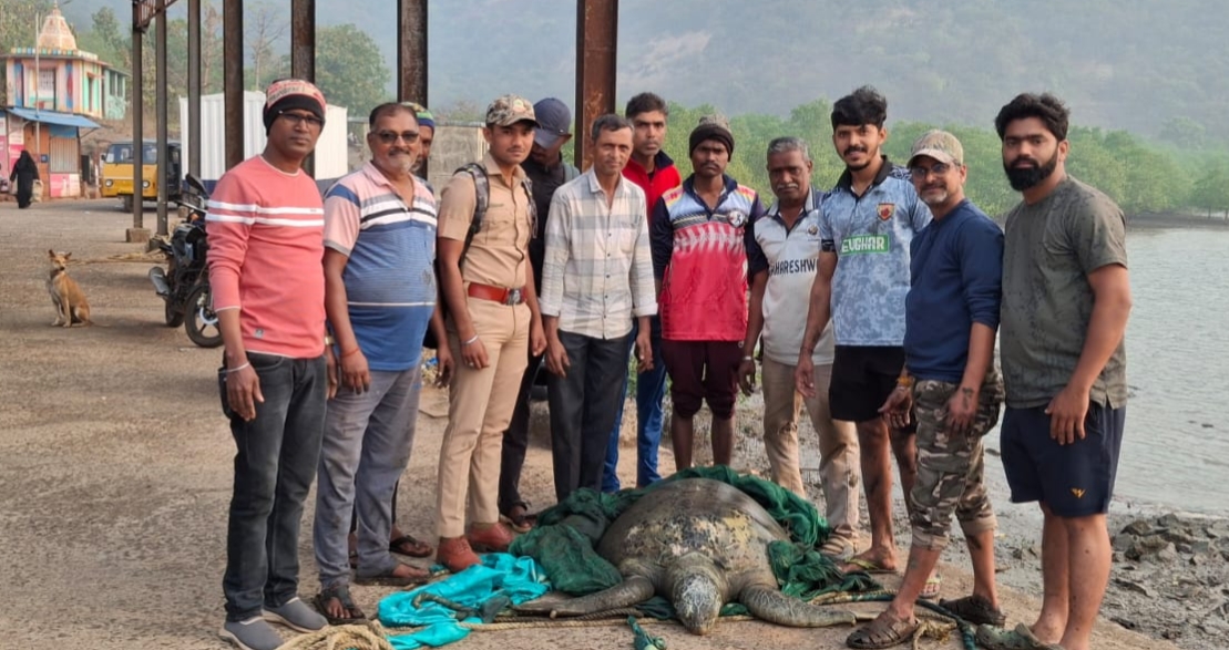 बागमांडला समुद्रकिनारी आढळले ग्रीन सी टर्टल प्रजातीचे कासव