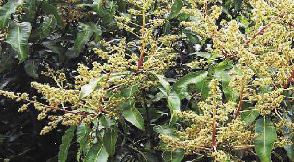 रायगडातील आंबा बहरला