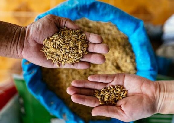 भाताच्या हमीभावात यंदा अत्यल्प वाढ