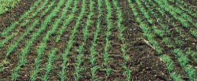 रब्बी हंगामात १७ हजार हेक्टर क्षेत्रावर कडधान्य तसेच भाजीपाल्याची लागवड 