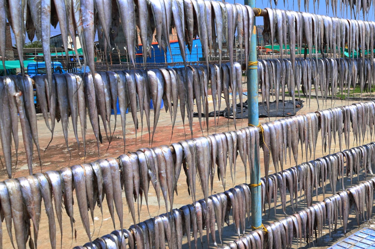 मासळी सुकविण्याकडे कोळी महिलांचा कल